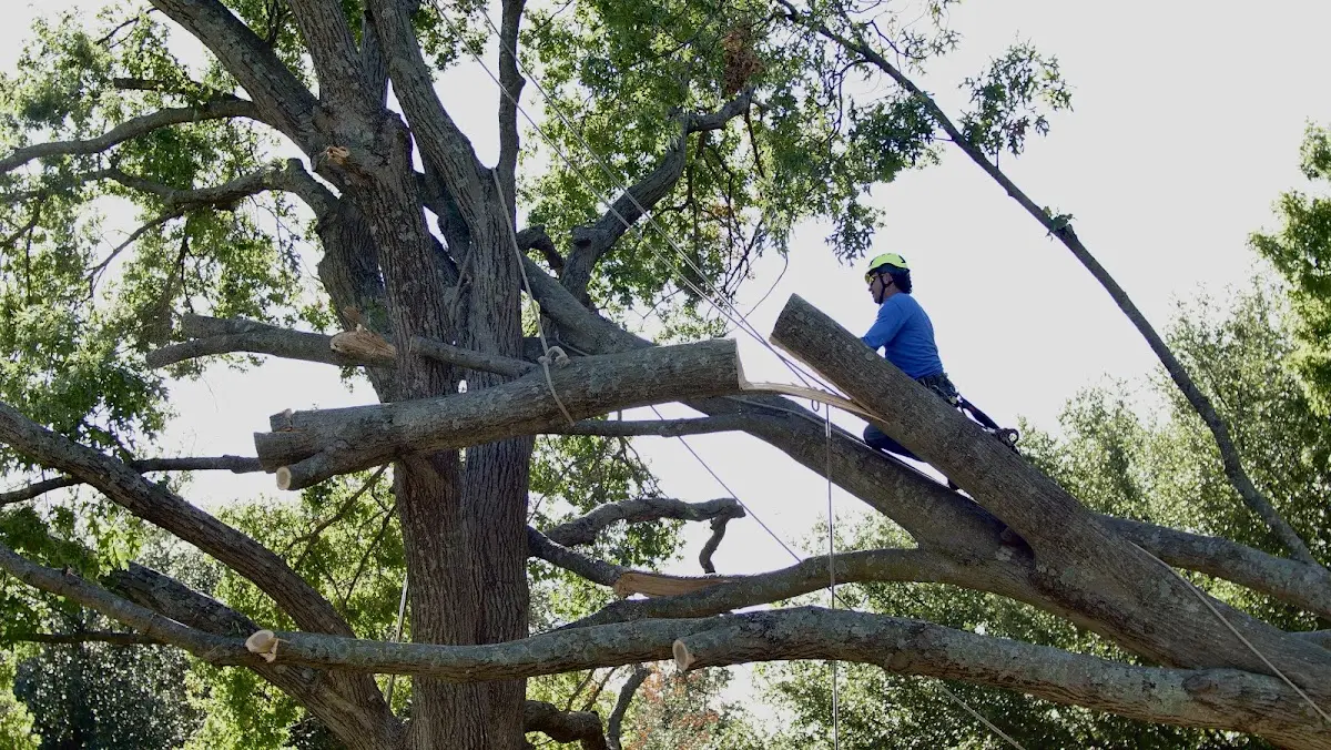 Professional Crown Thinning performed by certified arborists in Nunnelly
