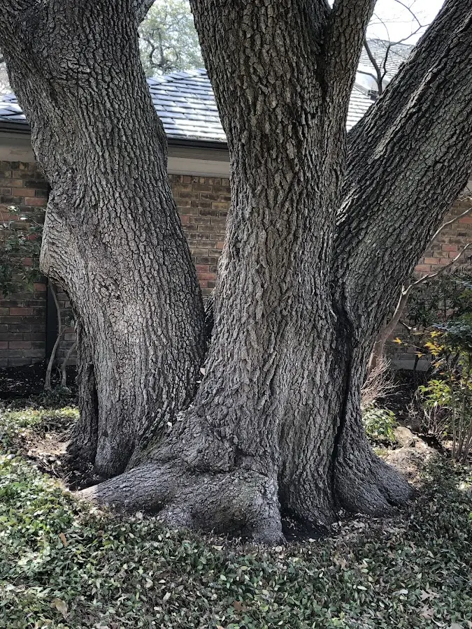 Mature heritage tree close to a Nunnelly property cared for by certified arborists